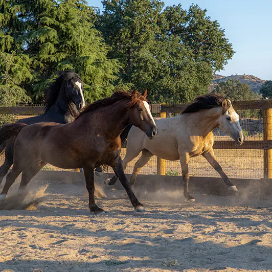 Meet Our
Mustangs