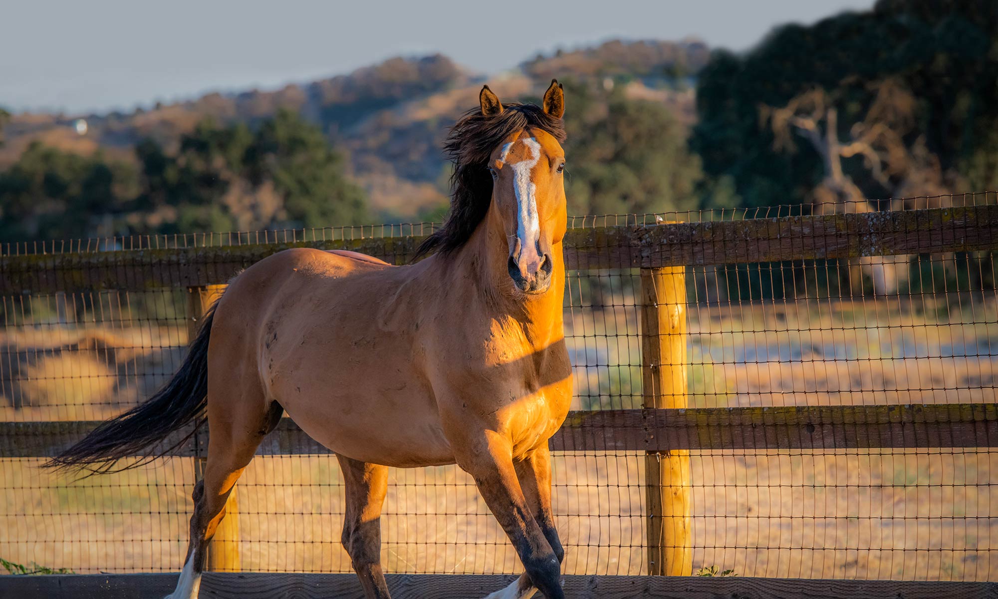 The American Mustang