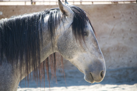 Bandero Mustang Video #1