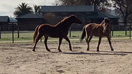 Peacemaker Mustang Video #1