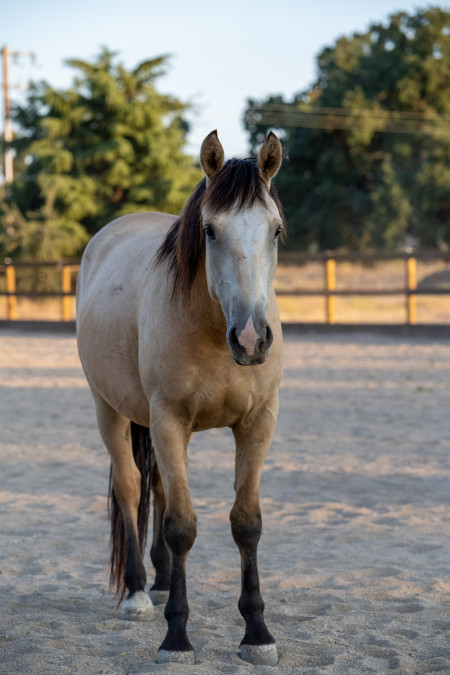 Sundance Mustang Video #1