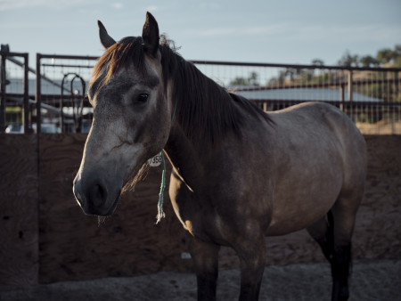 Bandit Mustang Photo #6