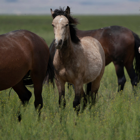 Bandit Mustang Photo #10