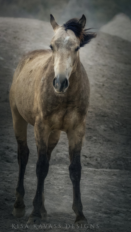 Bandit Mustang Photo #2