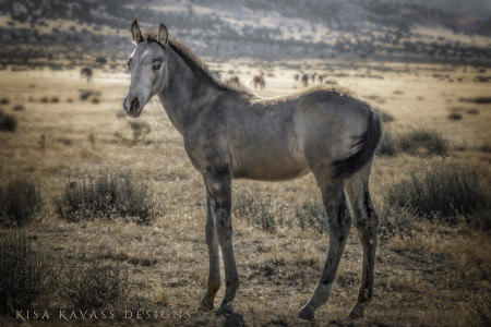 Bandit Mustang Photo #4