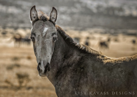 Bandit Mustang Photo #1