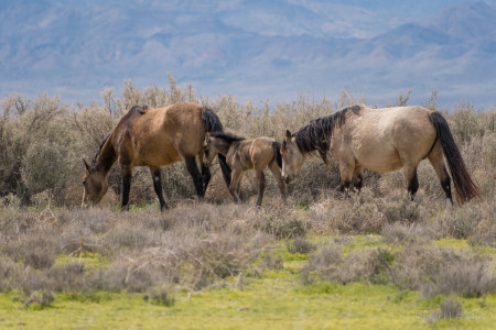 Bandit Mustang Photo #19