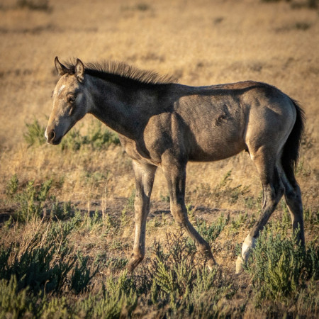 Bandit Mustang Photo #17