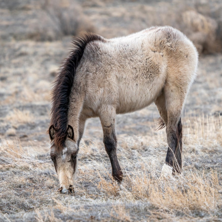 Bandit Mustang Photo #15