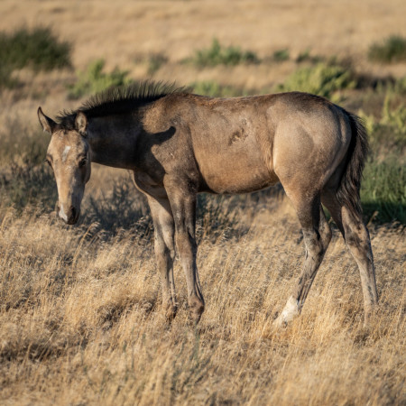 Bandit Mustang Photo #16