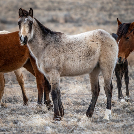 Bandit Mustang Photo #13