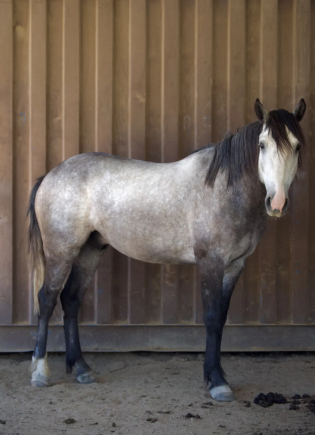 Troubadour Mustang Photo #13