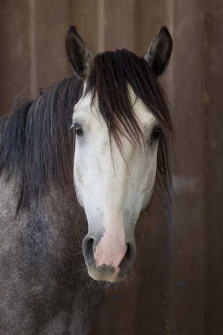 Troubadour Mustang Photo #6