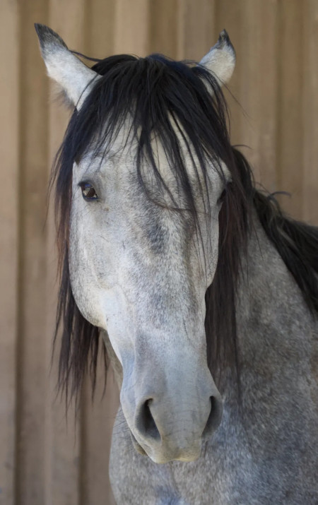 Bandero Mustang Photo #3