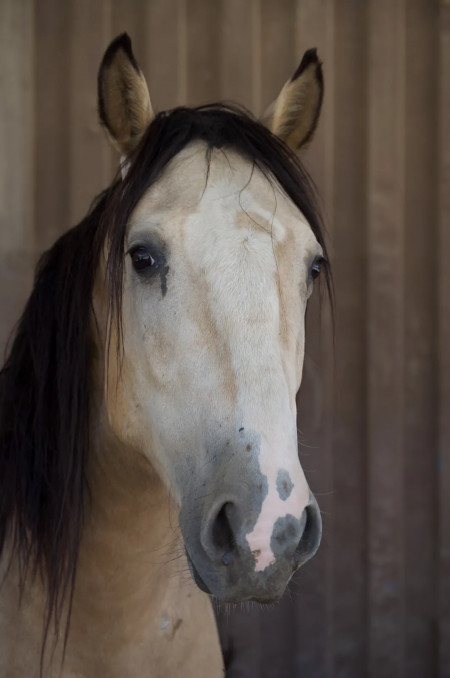 Windwalker Mustang Photo #6