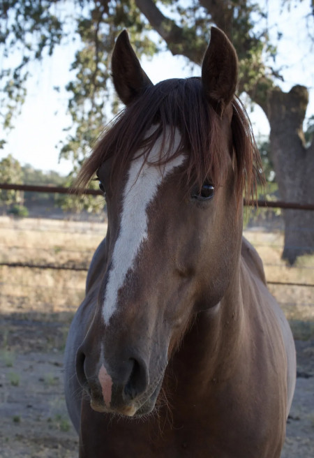 Stetson Mustang Photo #7