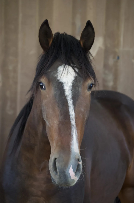 Snickers Mustang Photo #2