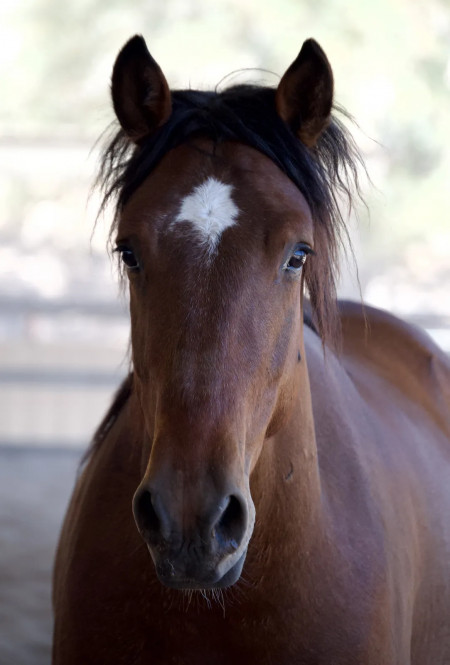 Bowie Mustang Photo #6