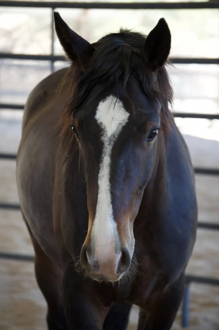 GQ Mustang Photo #4