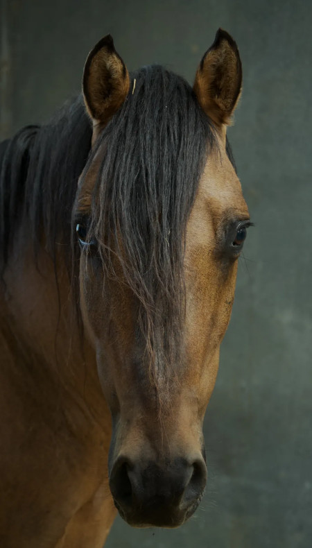 Mojave Mustang Photo #5