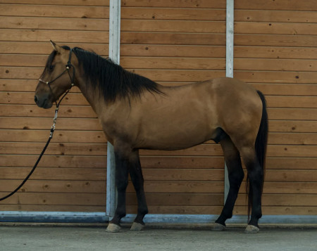 Mojave Mustang Photo #9