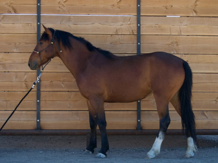 Bowie Mustang Photo #11