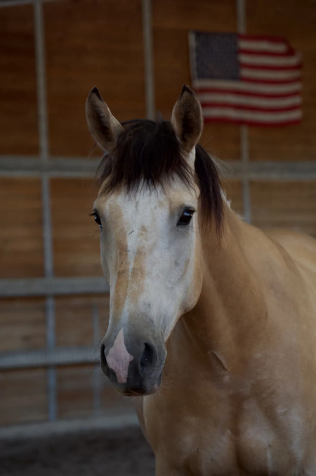 Sundance Mustang Photo #8