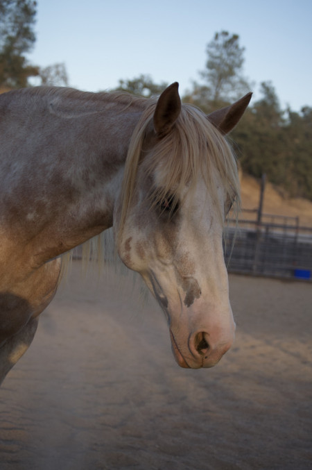 Reveille (Rev) Mustang Photo #11