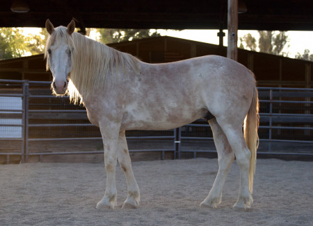 Reveille (Rev) Mustang Photo #12