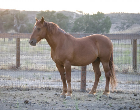 Peacemaker Mustang Photo #4