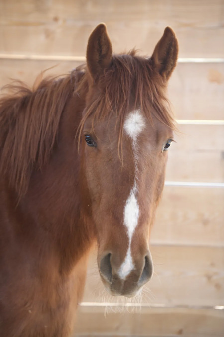 Whiskey River Mustang Photo #6