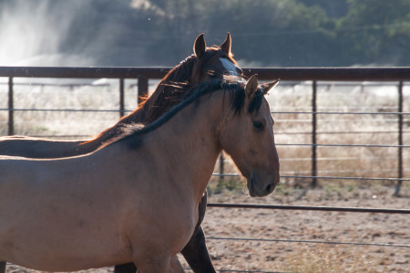 Safari Mustang Photo #4