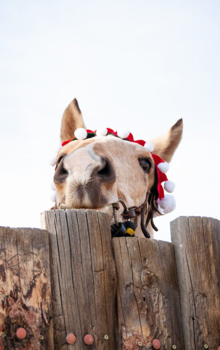 Sundance Mustang Photo #7