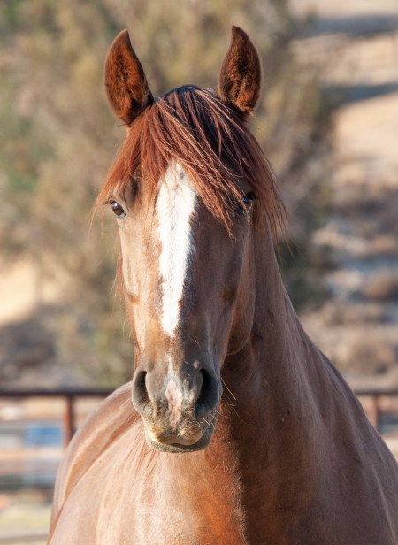 Stetson Mustang Photo #6