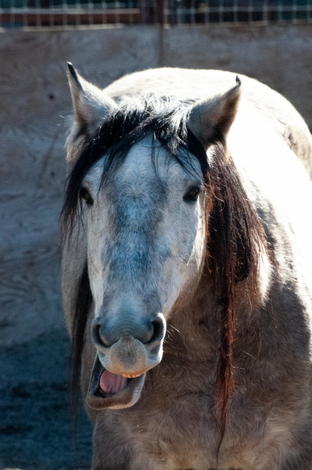 Bandero Mustang Photo #2