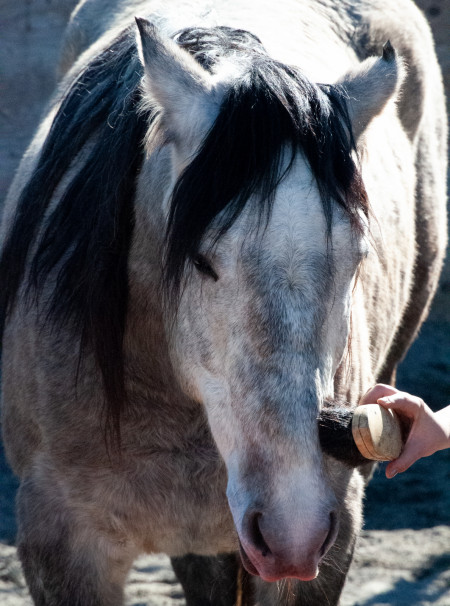 Bandero Mustang Photo #1