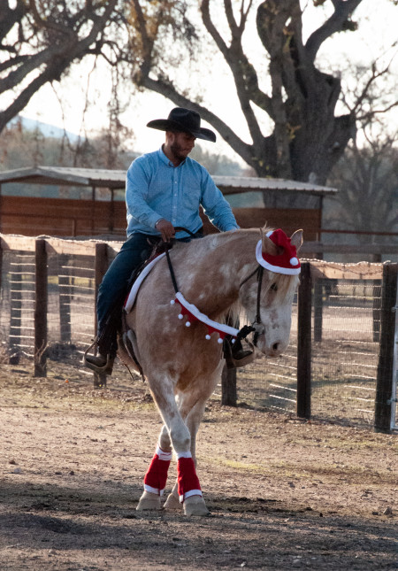 Reveille (Rev) Mustang Photo #5