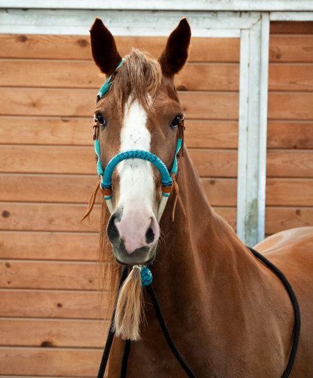 Tango Mustang Photo #9