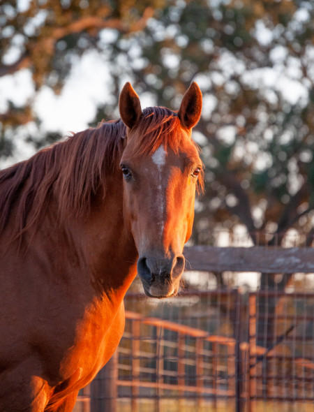 Peacemaker Mustang Photo #1