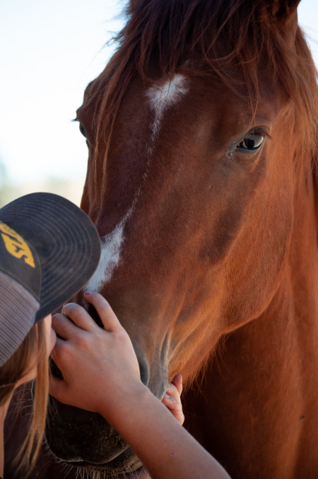 Whiskey River Mustang Photo #5