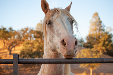 Reveille (Rev) Mustang Photo #7