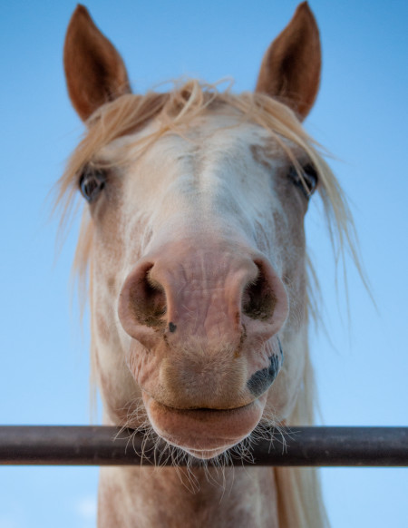 Reveille (Rev) Mustang Photo #8