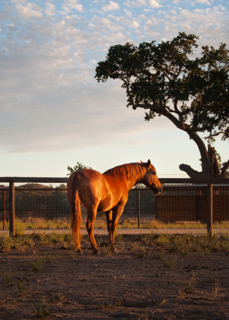 Peacemaker Mustang Photo #2