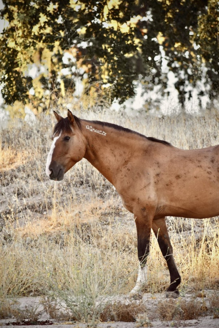 Ghost Mustang Photo #7