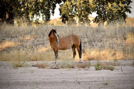 Ghost Mustang Photo #5