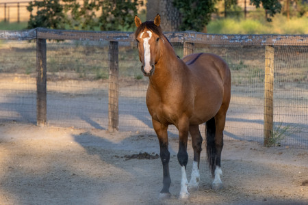 Ghost Mustang Photo #13