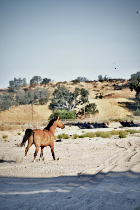 Ghost Mustang Photo #3