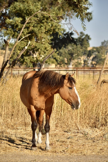 Ghost Mustang Photo #6