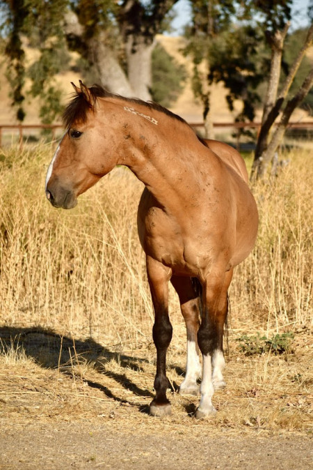 Ghost Mustang Photo #4