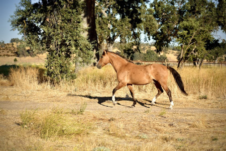 Ghost Mustang Photo #2